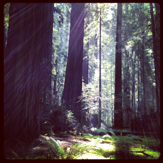 Redwoods Magic Light