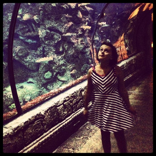 Shark Tank Aquarium, Las Vegas